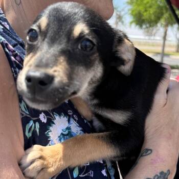 Baby Girl -  Chihuahua and Mixed Breed Dog Available for Adoption in Midland, Texas - Baby Girl | PetCurious