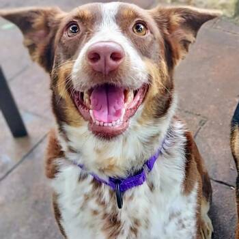 Australian Shepherd Dogs Available for Adoption - Paisley | PetCurious