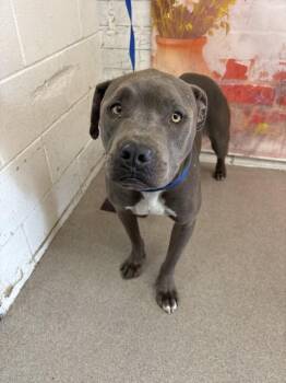 DRACO -  Pit Bull Terrier Dog for Adoption in San Bernardino, California - DRACO | PetCurious