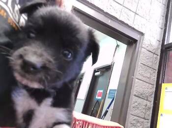 Labrador Retriever Dogs Available for Adoption in Tulsa, Oklahoma - RUBY | PetCurious