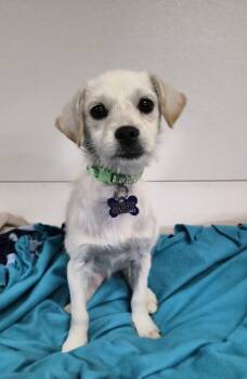 Eleanor -  Terrier Dog for Adoption in Hillside, Illinois - Eleanor | PetCurious