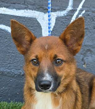 Starfruit -  Australian Kelpie Dog for Adoption in Newport, Tennessee - Starfruit | PetCurious