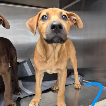 Bridger 26-06-020 -  Black Mouth Cur and Australian Kelpie Dog for Adoption in Bastrop, Texas - Bridger 26-06-020 | PetCurious