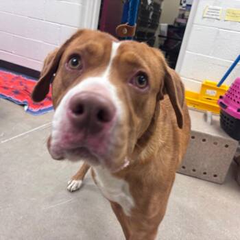 YORK-Stray-16926 -  Mixed Breed Dog for Adoption in York, Pennsylvania - YORK-Stray-16926 | PetCurious