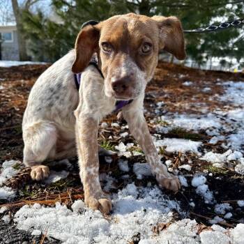 Terrier and Mixed Breed Dogs Available for Adoption - Lady Cinnapaws | PetCurious