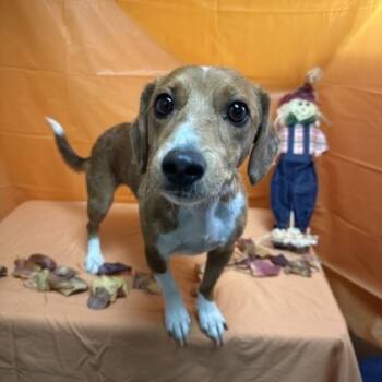 Rescue Dachshund Dogs for Adoption in Incline Village, Nevada - Cheetos | PetCurious