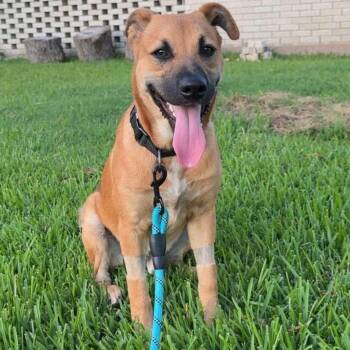 Bluetick Coonhound and Terrier Dogs Available for Adoption - Osito | PetCurious