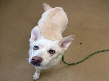 MUNA -  Siberian Husky Dog for Adoption in Derwood, Maryland - MUNA | PetCurious