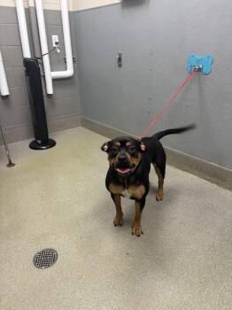 Rottweiler and Mixed Breed Dogs Available for Adoption in Las Vegas, Nevada - NALA | PetCurious