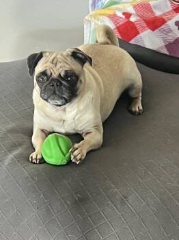 Nala -  Pug Dog for Adoption in Eagle, Idaho - Nala | PetCurious