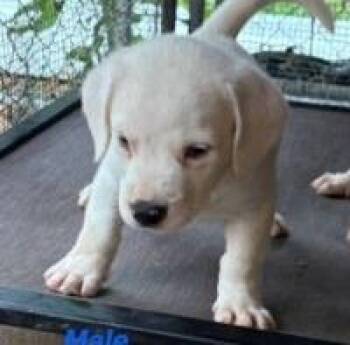 Spiffy -  Mixed Breed Dog for Adoption in West Chester, Pennsylvania - Spiffy | PetCurious
