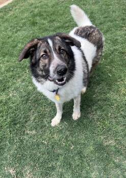 Great Pyrenees Dogs Available for Adoption in Plano, Texas - Sonic A216149 | PetCurious