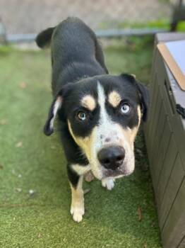 Patrick -  Mixed Breed Dog for Adoption in Gainesville, Florida - Patrick | PetCurious