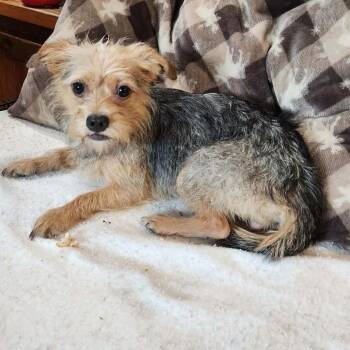 Serena -  Yorkshire Terrier and Mixed Breed Dog for Adoption in Boaz, Alabama - Serena | PetCurious