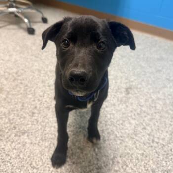 Hanky-Panky -  Border Collie Dog for Adoption in Cheyenne, Wyoming - Hanky-Panky | PetCurious