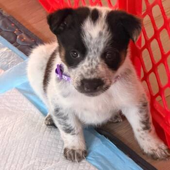 Mixed Breed Dogs Available for Adoption in Buffalo, Minnesota - Parasaurolophus | PetCurious