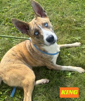 Rescue Husky Dogs for Adoption in Valparaiso, Indiana - King | PetCurious