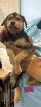 Shasta -  German Shepherd Dog and Mixed Breed Dog for Adoption in Fresno, California - Shasta | PetCurious