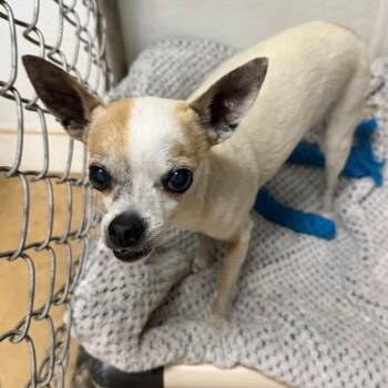 Ladybug (Trouble) -  Chihuahua and Mixed Breed Dog for Adoption in Wadena, Minnesota - Ladybug (Trouble) | PetCurious
