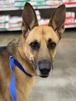 Simba -  Shepherd Dog for Adoption in Frazier Park, California - Simba | PetCurious
