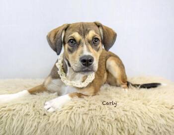 Rescue Hound Dogs for Adoption in Manchester, Connecticut - Carly | PetCurious