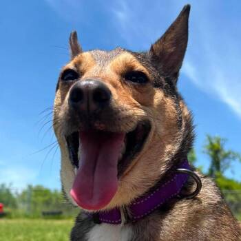 Nella -  Fox Terrier Dog for Adoption in Tioga, Pennsylvania - Nella | PetCurious