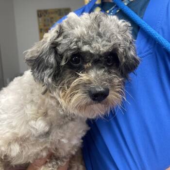 Mixed Breed Dogs Available for Adoption in Webster, Texas - Drisella | PetCurious