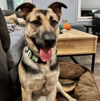 Rescue German Shepherd Dog Dogs for Adoption in Brooklyn Center, Minnesota - Ohio | PetCurious