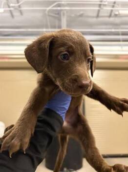 Labrador Retriever and Mixed Breed Dogs Available for Adoption - A650703 | PetCurious