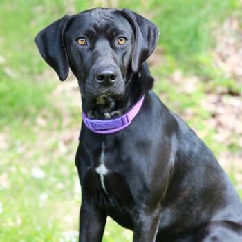 Black Labrador Retriever and Mixed Breed Dogs Available for Adoption in Stormville, New York - CT Tad | PetCurious