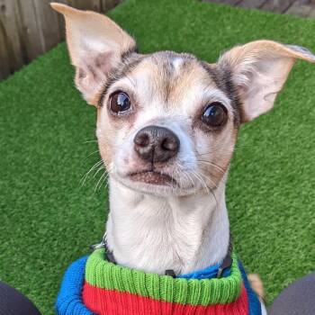 Buutz -  Chihuahua Dog for Adoption in Covington, Washington - Buutz | PetCurious