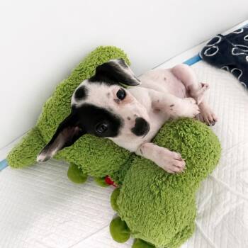 Jack -  Mixed Breed Dog for Adoption in Guaynabo, Guaynabo - Jack | PetCurious