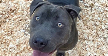 Rescue Pit Bull Terrier Dogs for Adoption in Troy, Alabama - Agnes | PetCurious