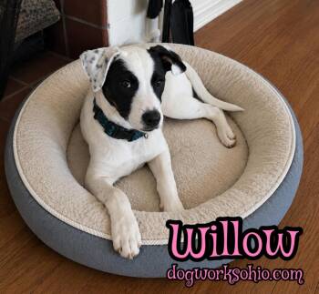 Willow -  Mixed Breed Dog for Adoption in Toledo, Ohio - Willow | PetCurious