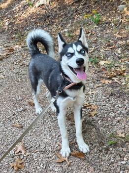 Rescue Husky Dogs for Adoption in Washington, Missouri - Halo | PetCurious