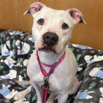 Pit Bull Terrier Dogs Available for Adoption in Valparaiso, Indiana - Poppy | PetCurious