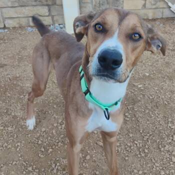Mixed Breed Dogs Available for Adoption in Bentonville, Arkansas - Jagger | PetCurious
