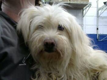 SUSY -  Maltese and Mixed Breed Dog for Adoption in Albuquerque, New Mexico - SUSY | PetCurious