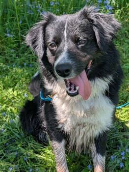 Border Collie Dogs Available for Adoption in Honesdale, Pennsylvania - Simon | PetCurious