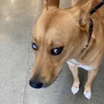 YORK-Stray-16524 -  Mixed Breed and Husky Dog for Adoption in York, Pennsylvania - YORK-Stray-16524 | PetCurious
