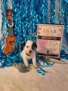 Ivy (Eras Litter) -  Terrier Dog for Adoption in Wake Forest, North Carolina - Ivy (Eras Litter) | PetCurious