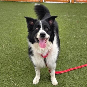 Spooky -  Border Collie Dog for Adoption in Las Vegas, Nevada - Spooky | PetCurious