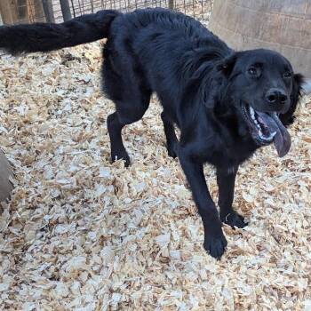 GRANT -  Flat Coated Retriever Dog for Adoption in Fosters, Alabama - GRANT | PetCurious