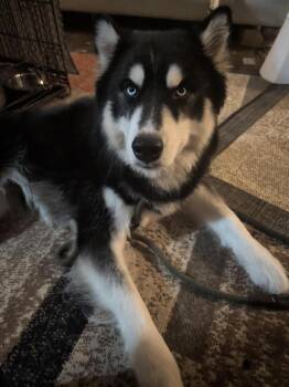 Oreo -  Husky Dog for Adoption in Chattanooga, Tennessee - Oreo | PetCurious