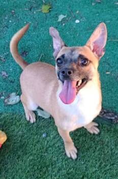 Rescue Chihuahua Dogs for Adoption in Hoopeston, Illinois - Koji | PetCurious