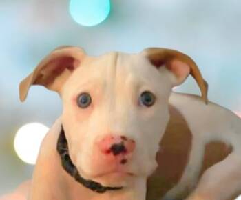 Bryce -  Mixed Breed Dog for Adoption in Schaumburg, Illinois - Bryce | PetCurious