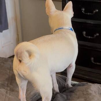 The Captain -  Chihuahua and Pug Dog for Adoption in Las Vegas, Nevada - The Captain | PetCurious