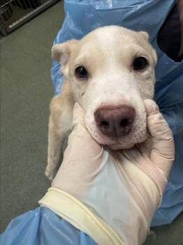 Mixed Breed Dogs Available for Adoption in Santa Fe, New Mexico - NIALL | PetCurious