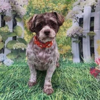 Shih Tzu Dogs Available for Adoption - Daisy | PetCurious