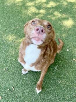 Bethany -  Terrier and Mixed Breed Dog for Adoption in Picayune, Mississippi - Bethany | PetCurious